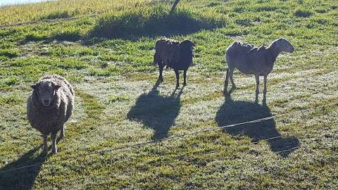 Photo: Daisy Hill Ducks